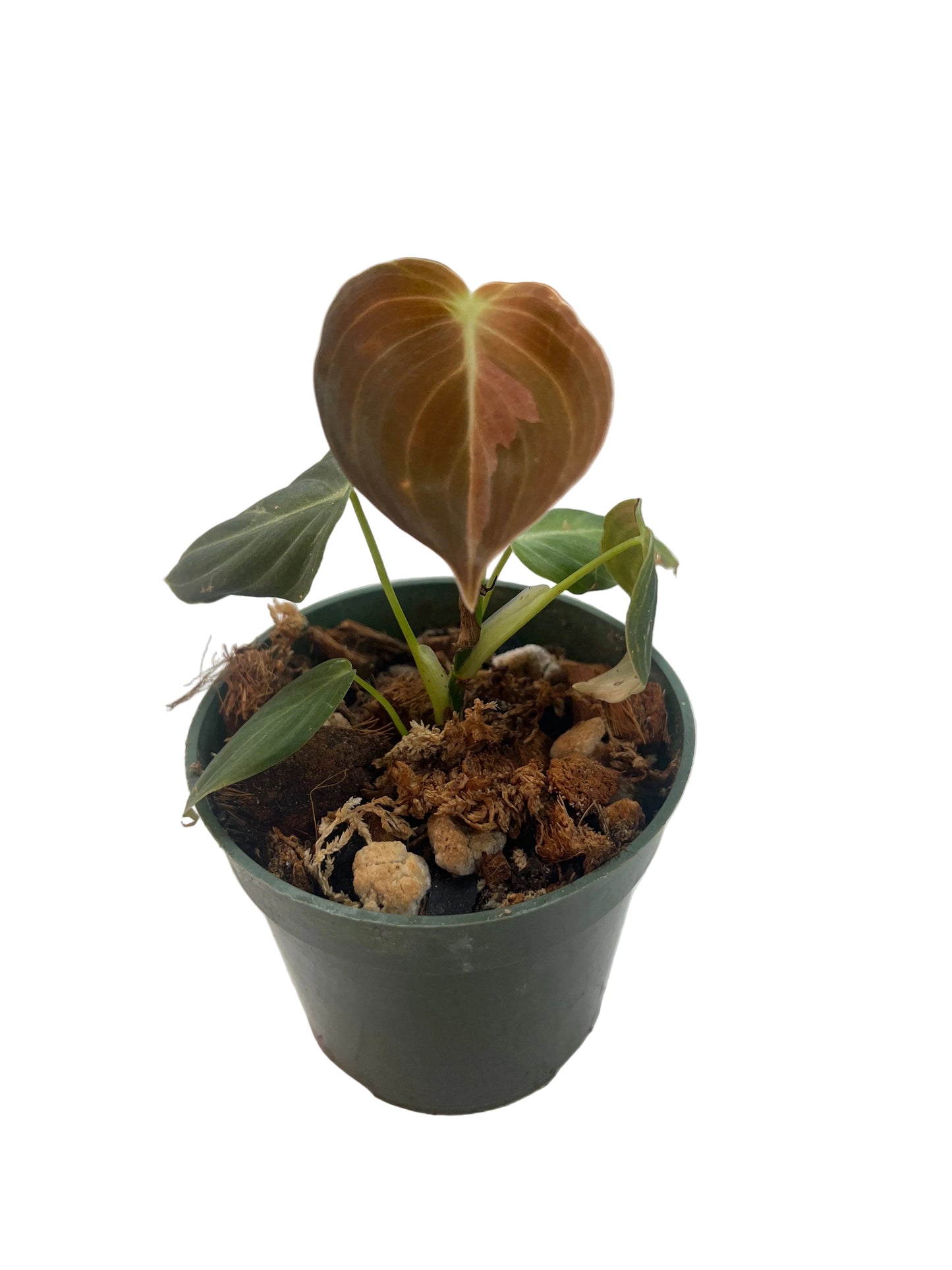 Philodendron ‘Melanocrysum Variegated’ 4"