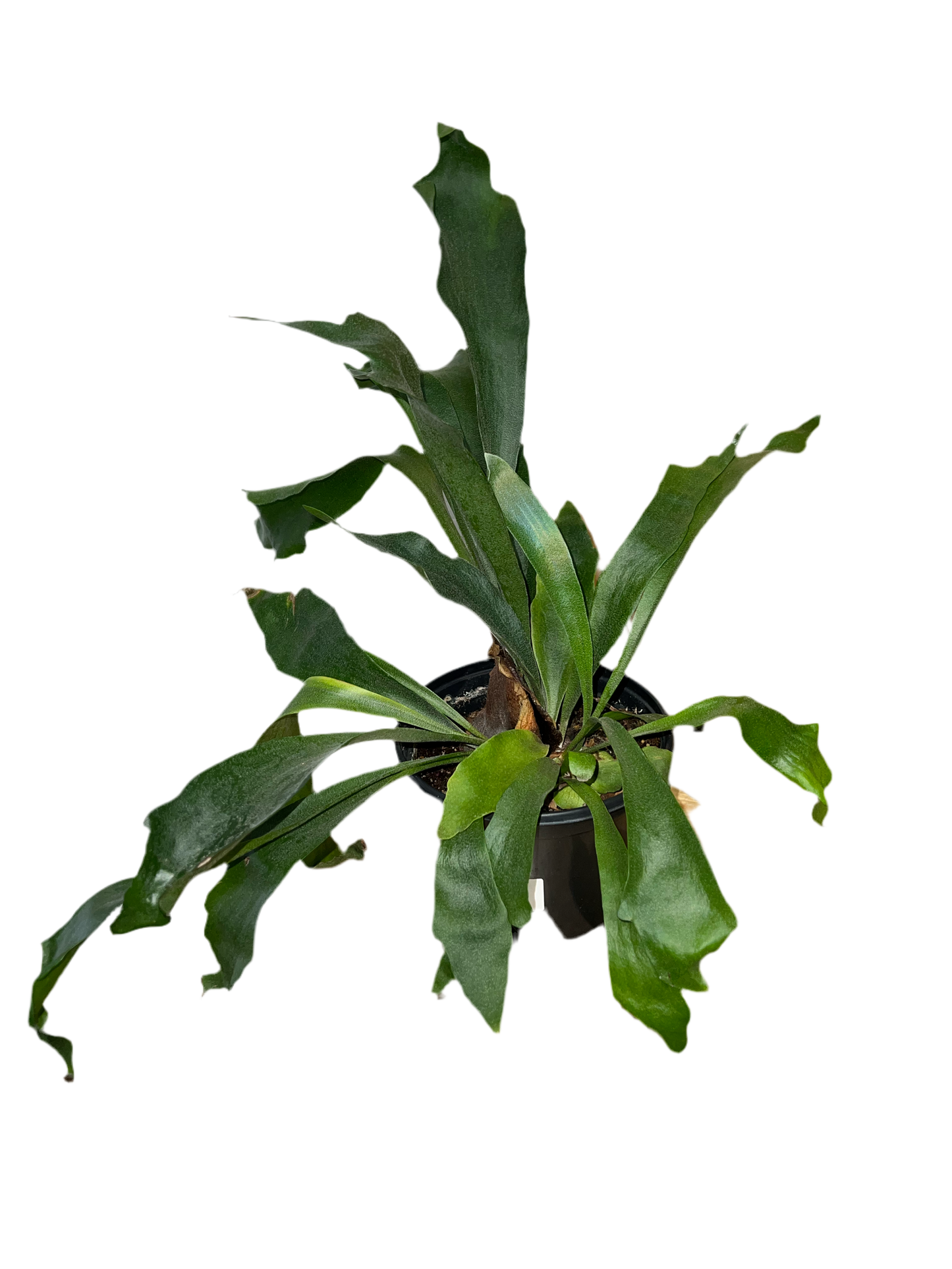 Staghorn Bifurcatum