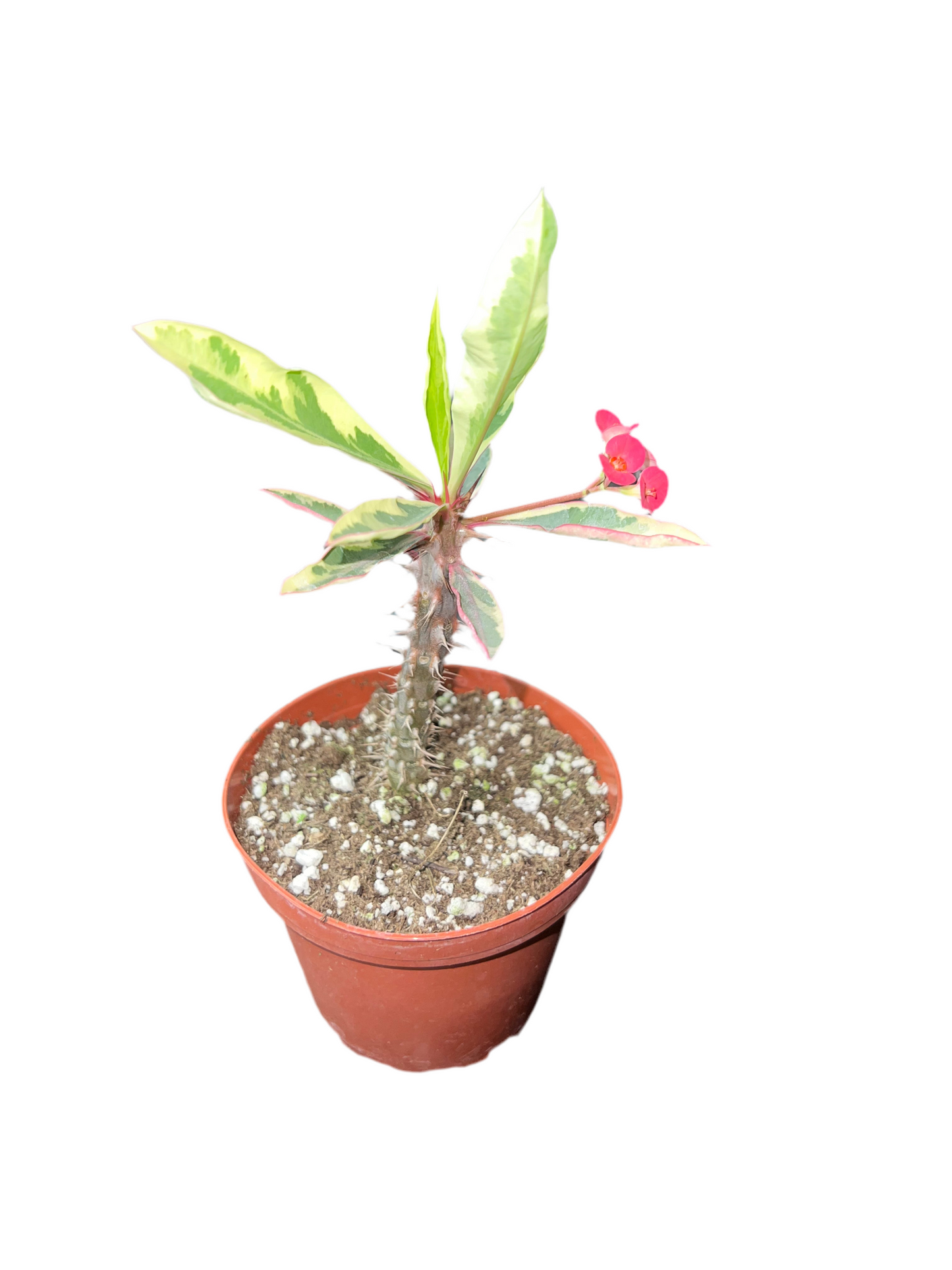 Crown of Thorns ‘Variegata’ 4”