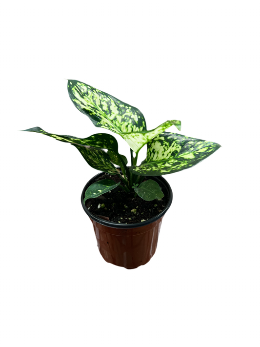 Aglaonema ‘White Anyamanee’ 4”