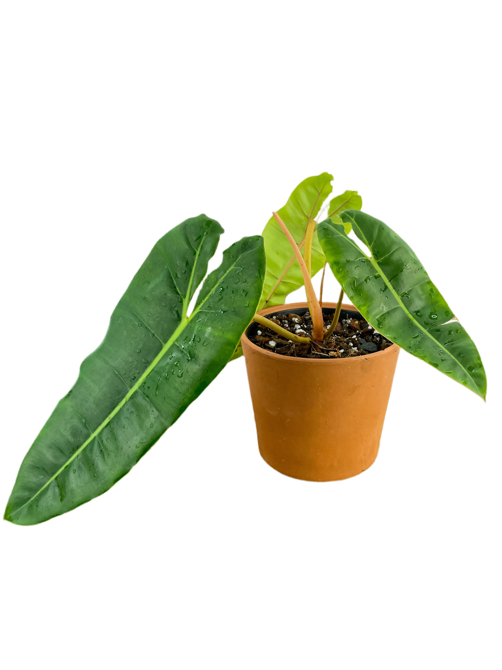 philodendron purchase Philodendron 'Billietae' 6"