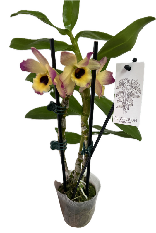 Orchid 'Dendrobium' 3"