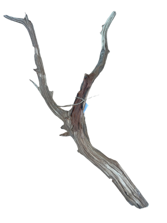 Ghost Wood Branches