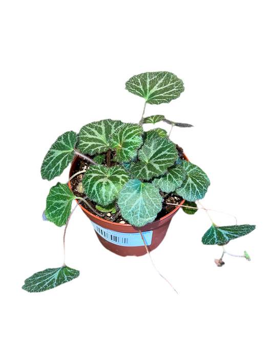 Saxifraga Stolonifera "Strawberry Begonia' 4"