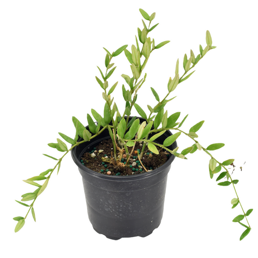 Hoya Engleriana 4 inch Grower Pot