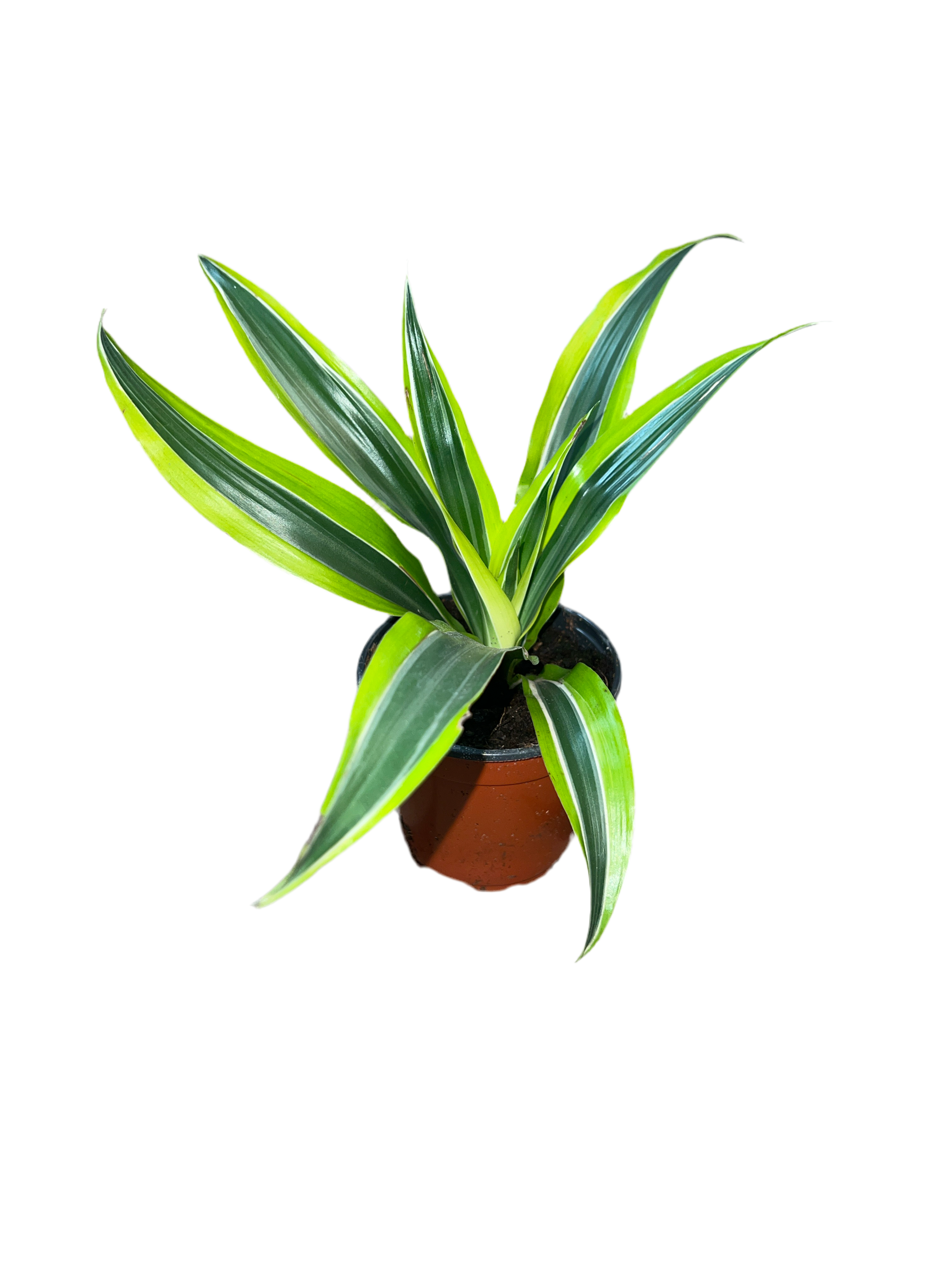 Dracena 'Lemon Lime' 4” – The Plant Room