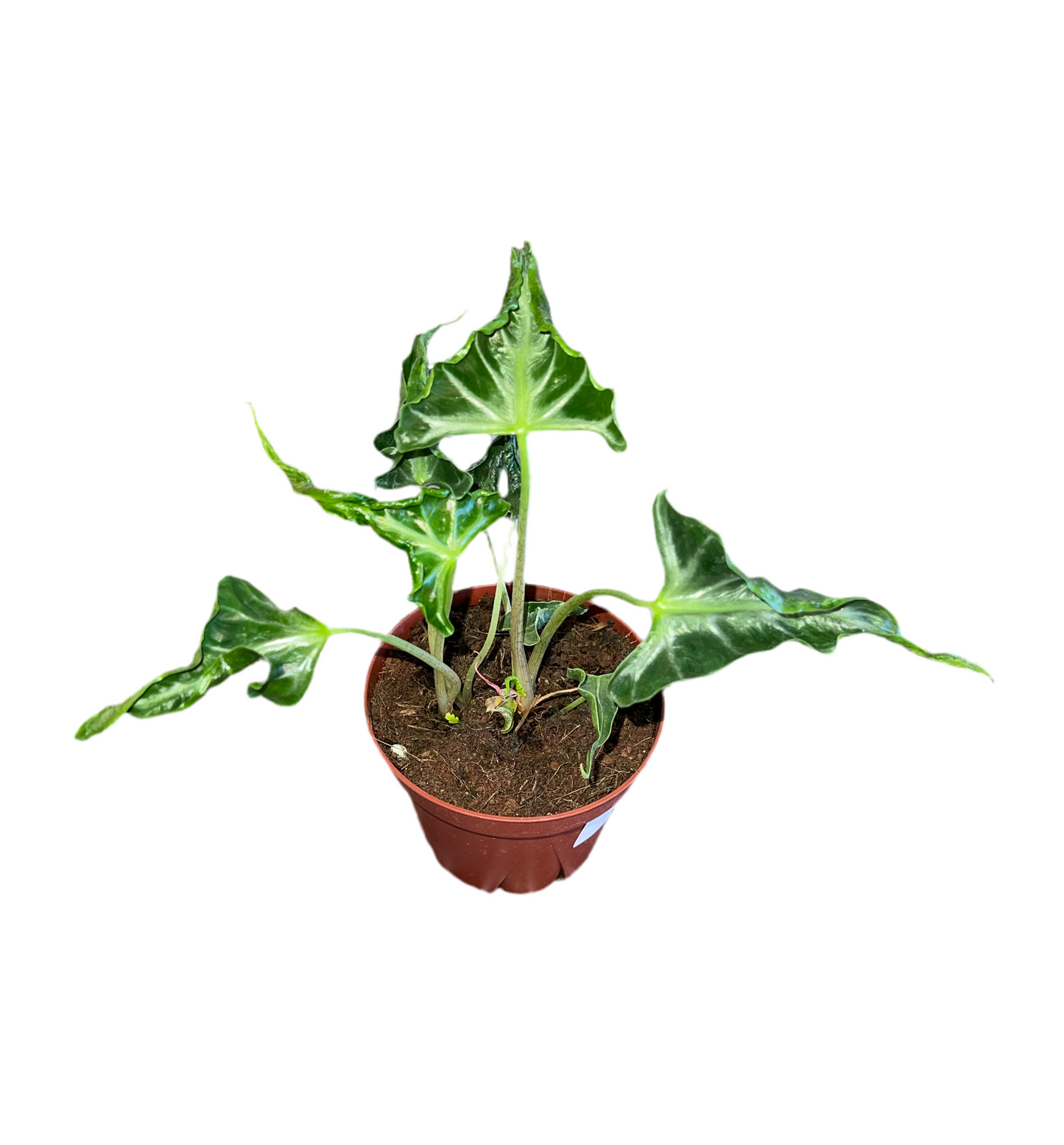 Alocasia 'Loco' 4"