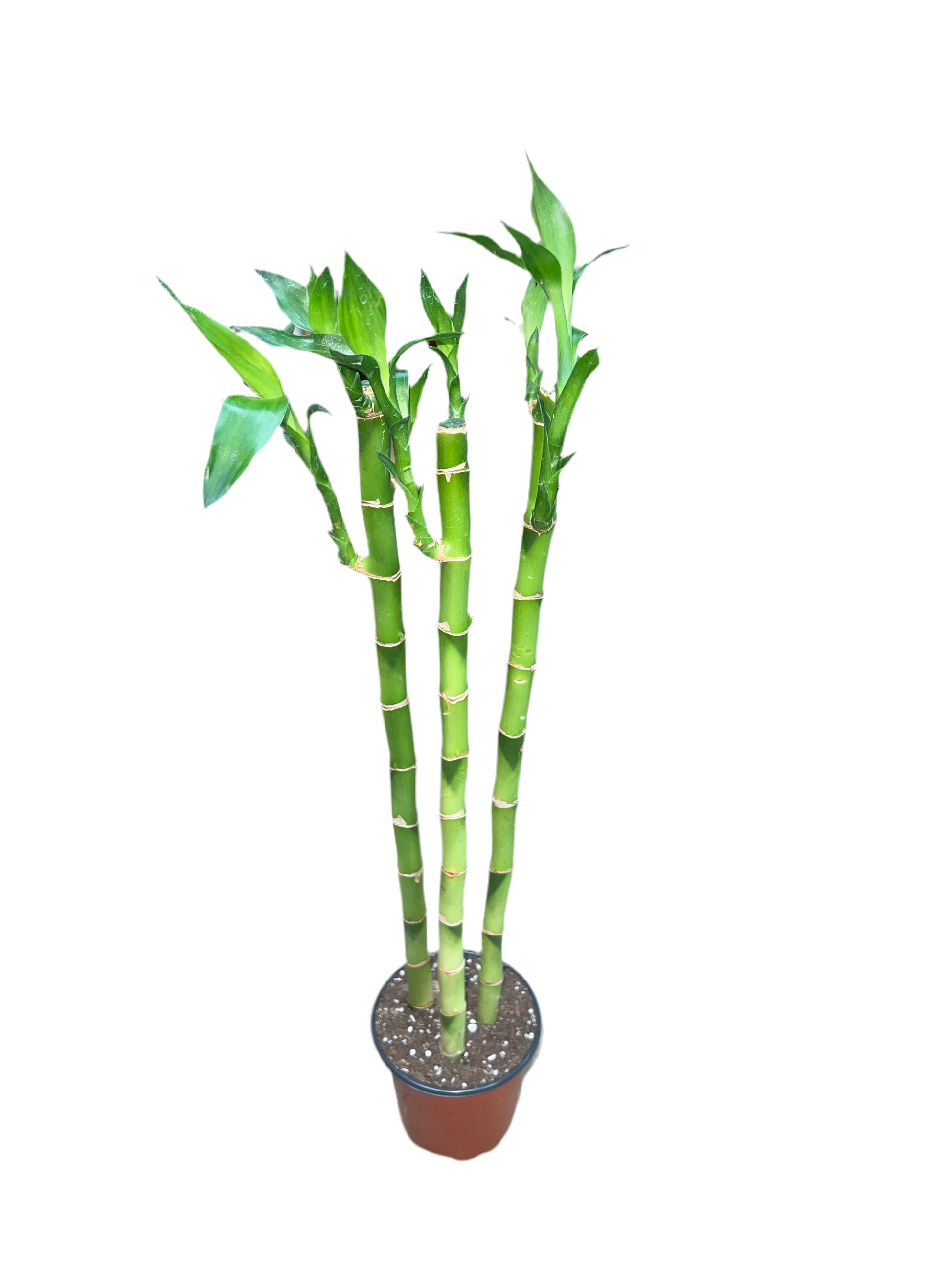 4 lucky bamboo Lucky Bamboo Straight 4"