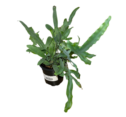 Fern 'Blue Star' 4