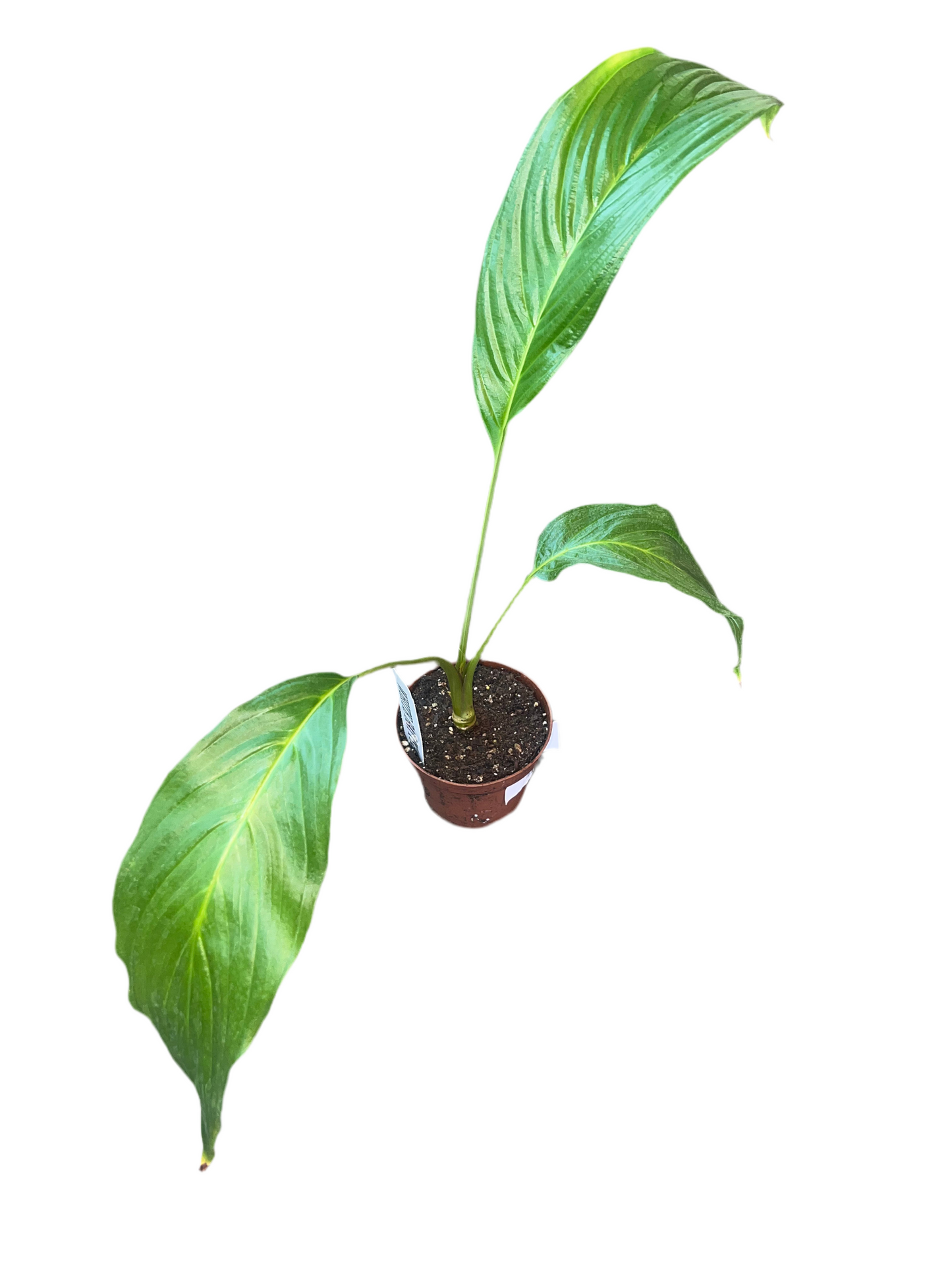 Tacca Integrifolia 'Bat Plant White' 4"
