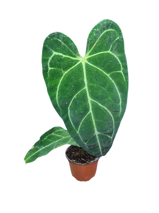 Anthurium 'Regale' 4”