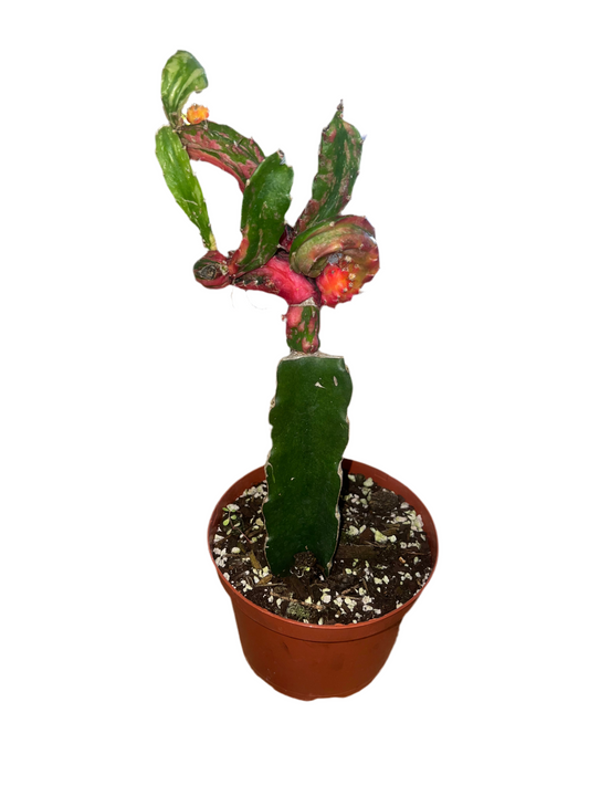 Gymnocalycium mihanovichii grafted on hylocereus undatus 6"