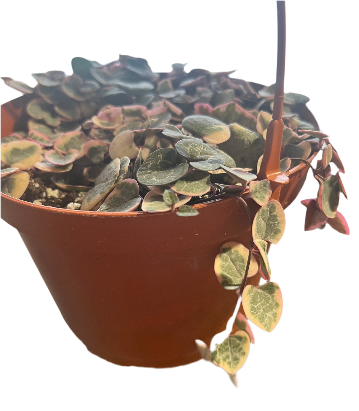 Variegated String of Hearts 'Ceropegia Woodii' 6"