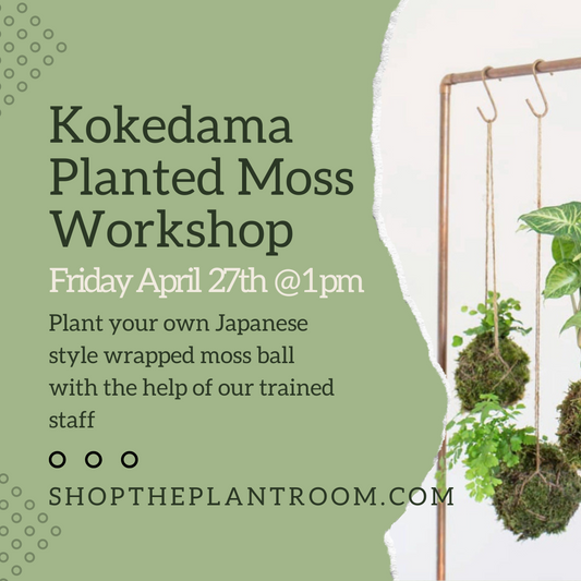 Kokedama Planted Moss Workshop | April 27th @1pm