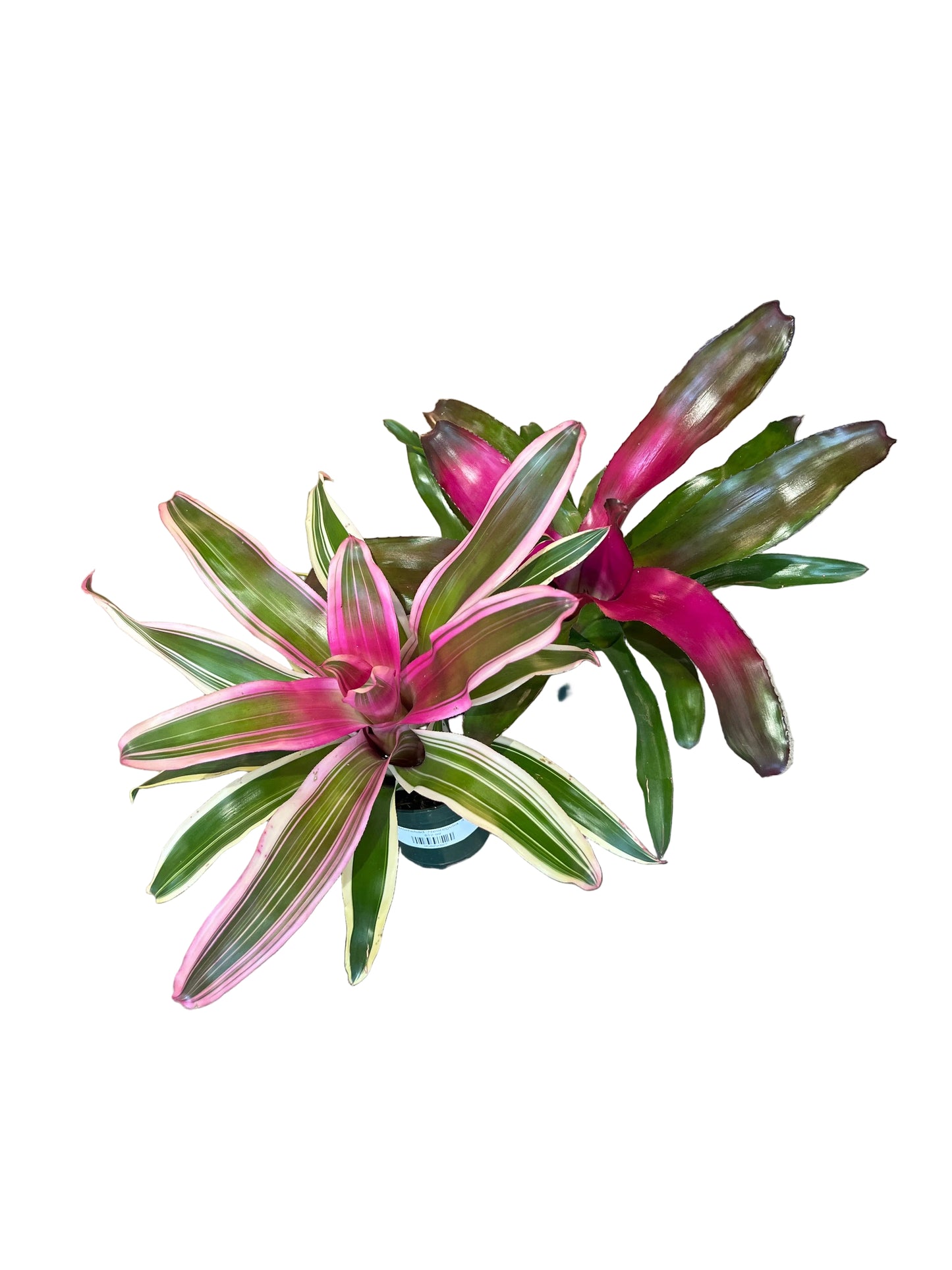 Bromeliad ‘Neoregelia’ 4”