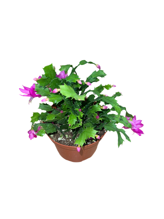 Schlumbergera Bridgesii 'Christmas Cactus'