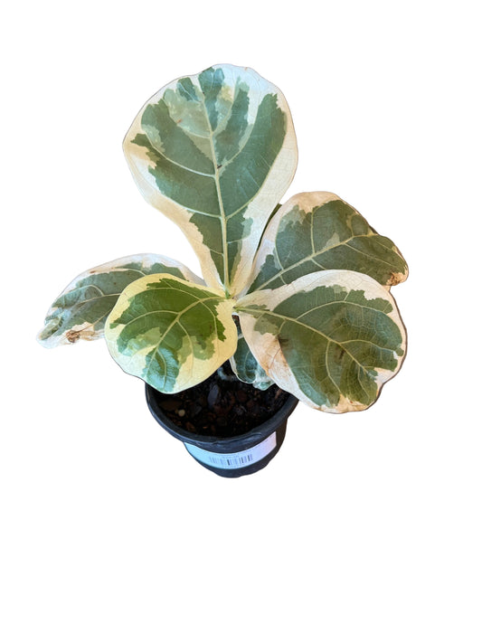 Ficus Lyrata ‘Variegated Fiddle Leaf Fig’ 4”