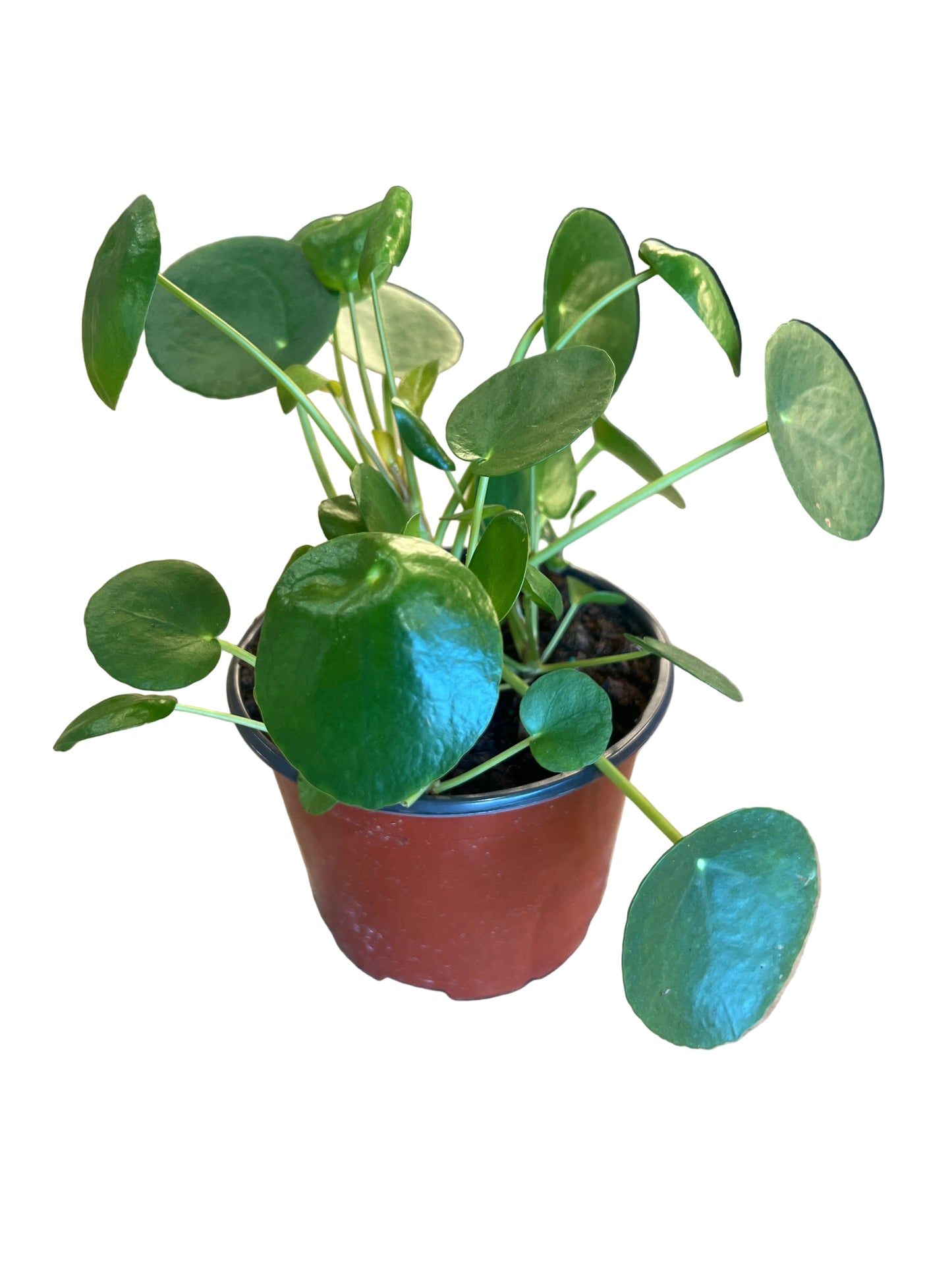 Pilea Peperomioides ‘Chinese Money Plant’