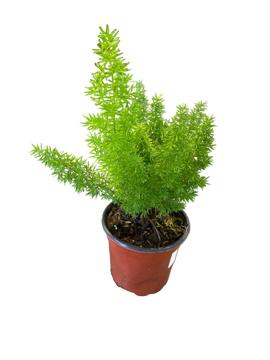 Fern 'Foxtail'
