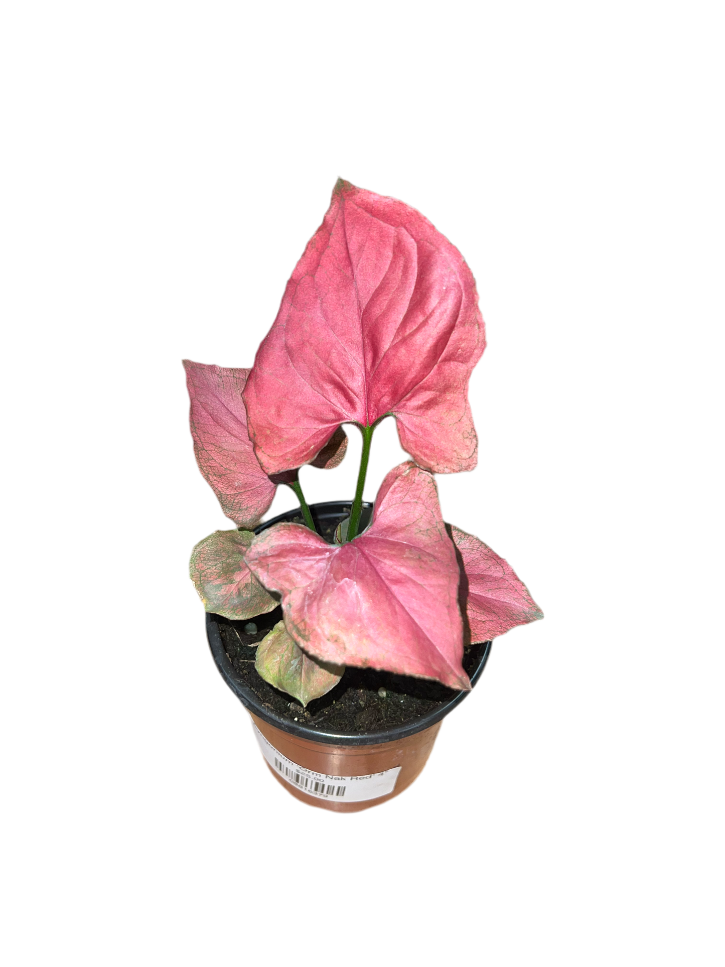 Syngonium ‘Orm Nak Red’ 4”