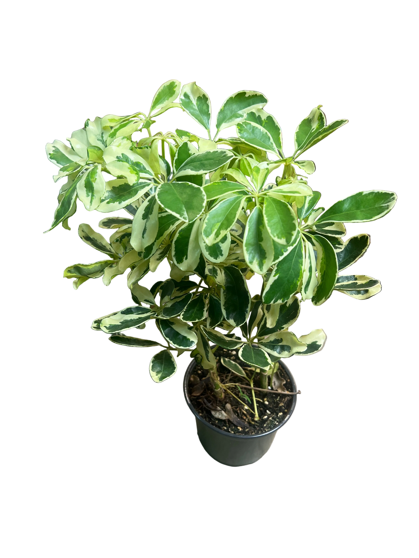Schefflera 'Arbicola Variegata' 6"