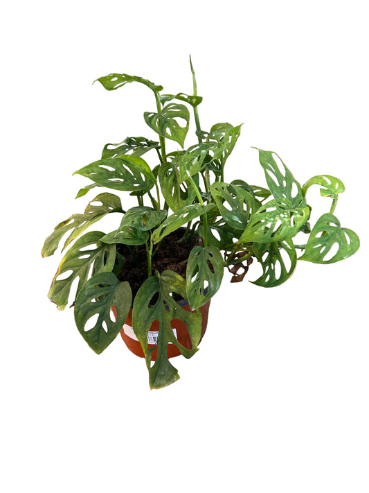 Monstera 'Esqueleto'