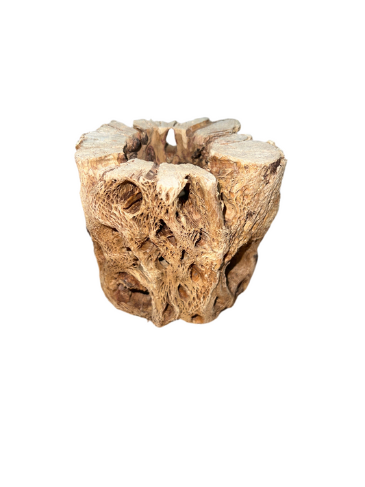 Cholla Stump