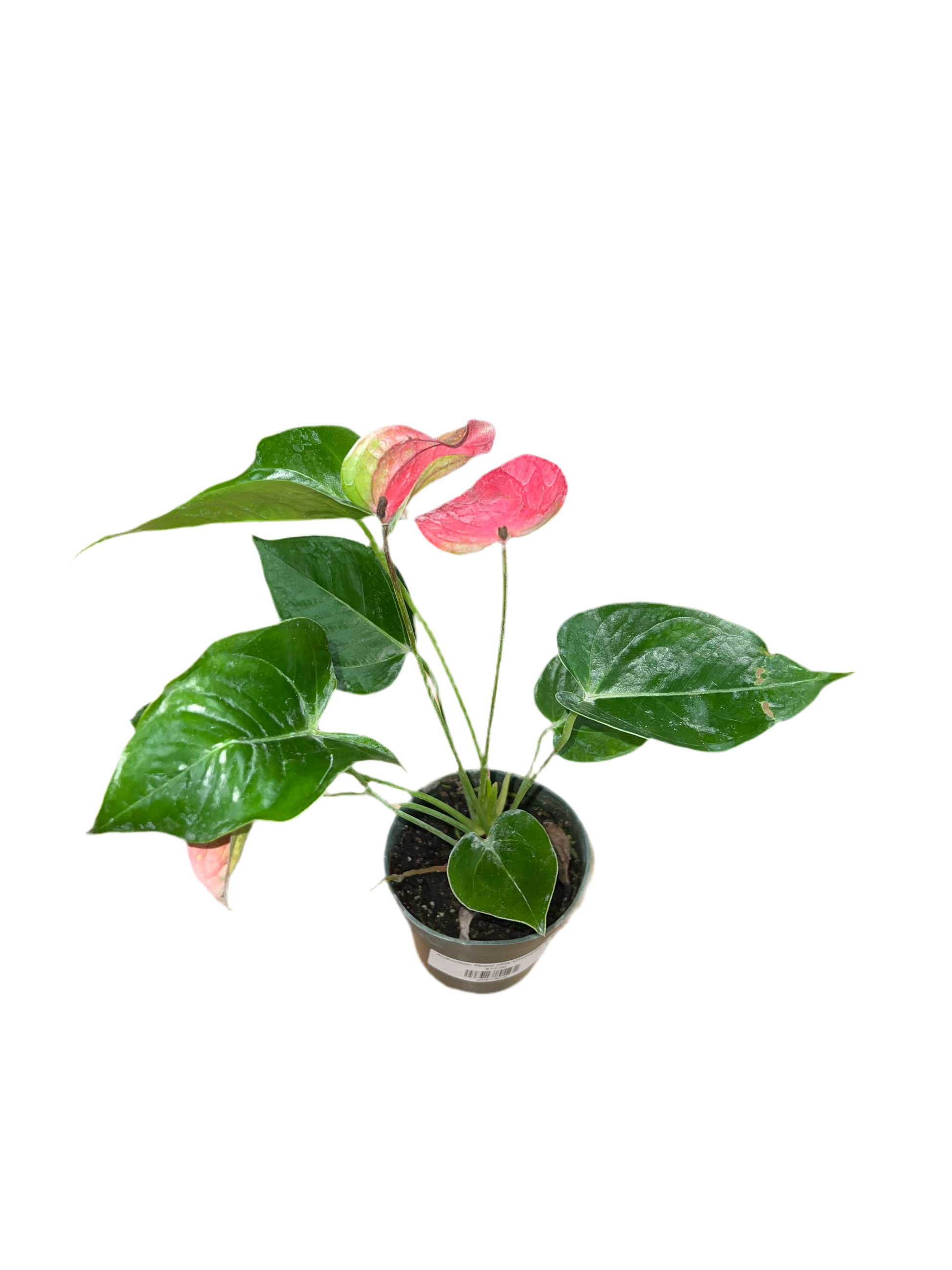 royal pink anthurium Anthurium 'Royal pink Champion' 4"