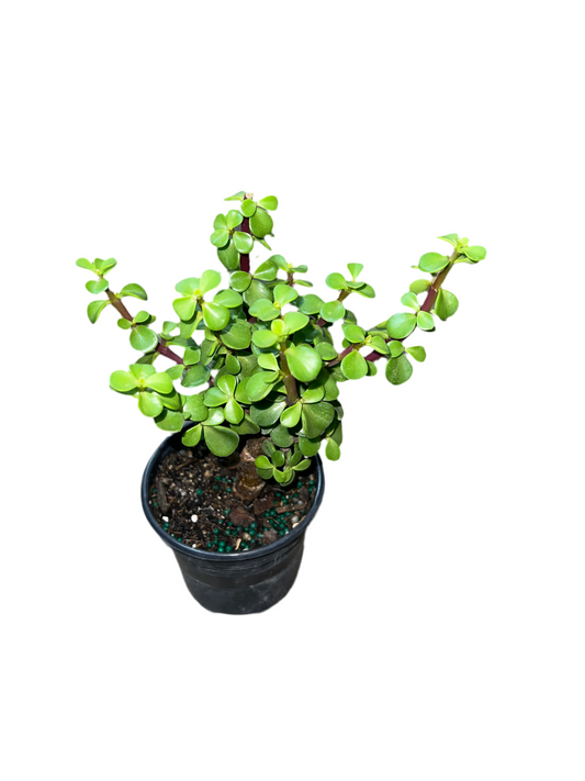 Jade Bonsai 4"