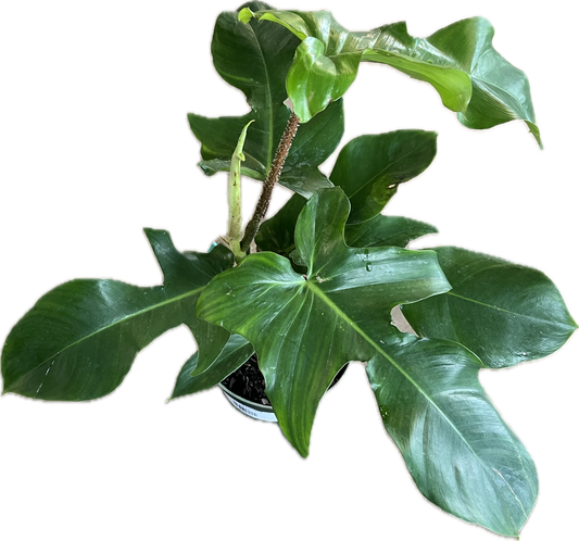 Philodendron 'Squamiferum' 6"