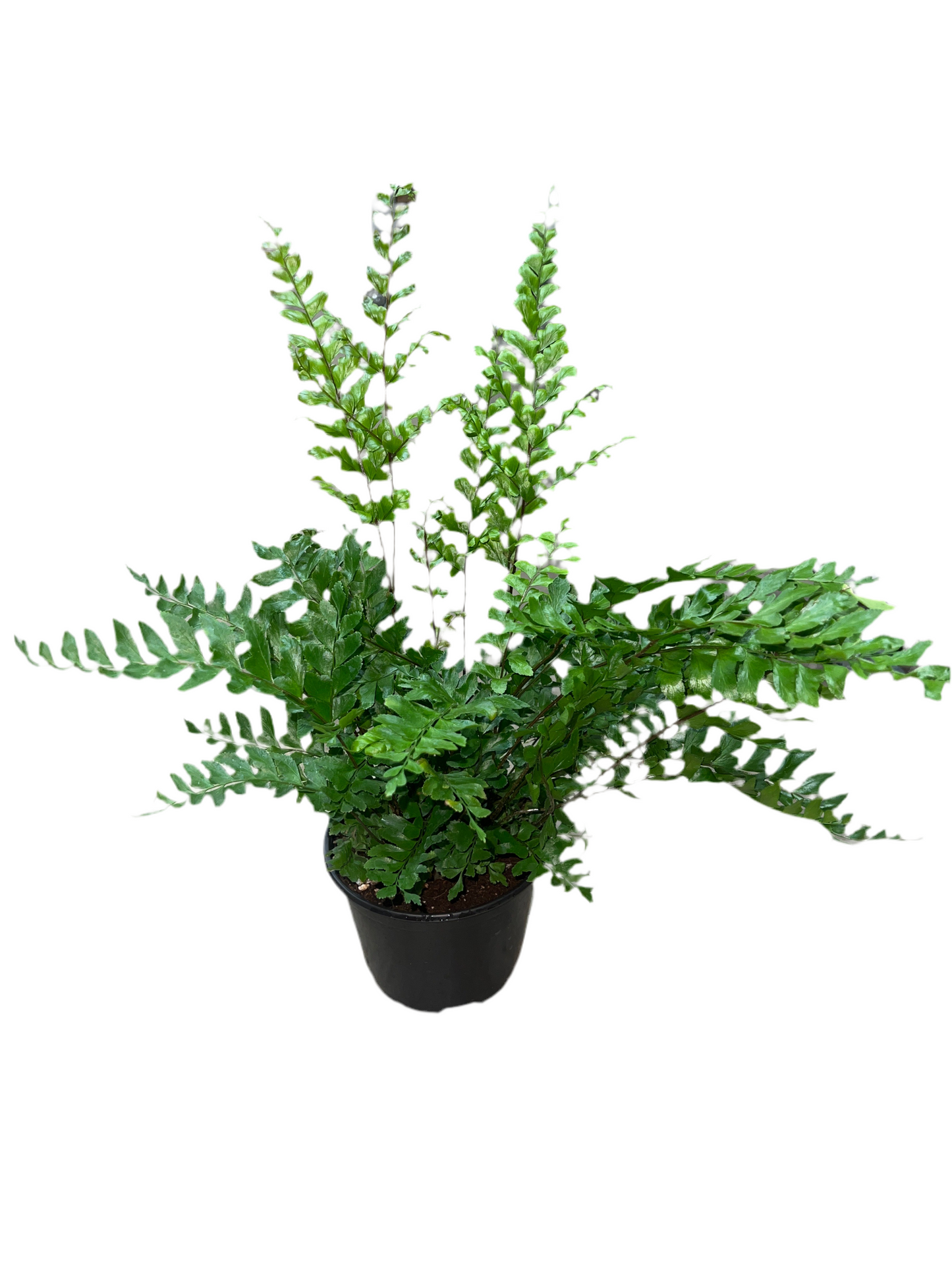 Fern 'Mahogany' 6"