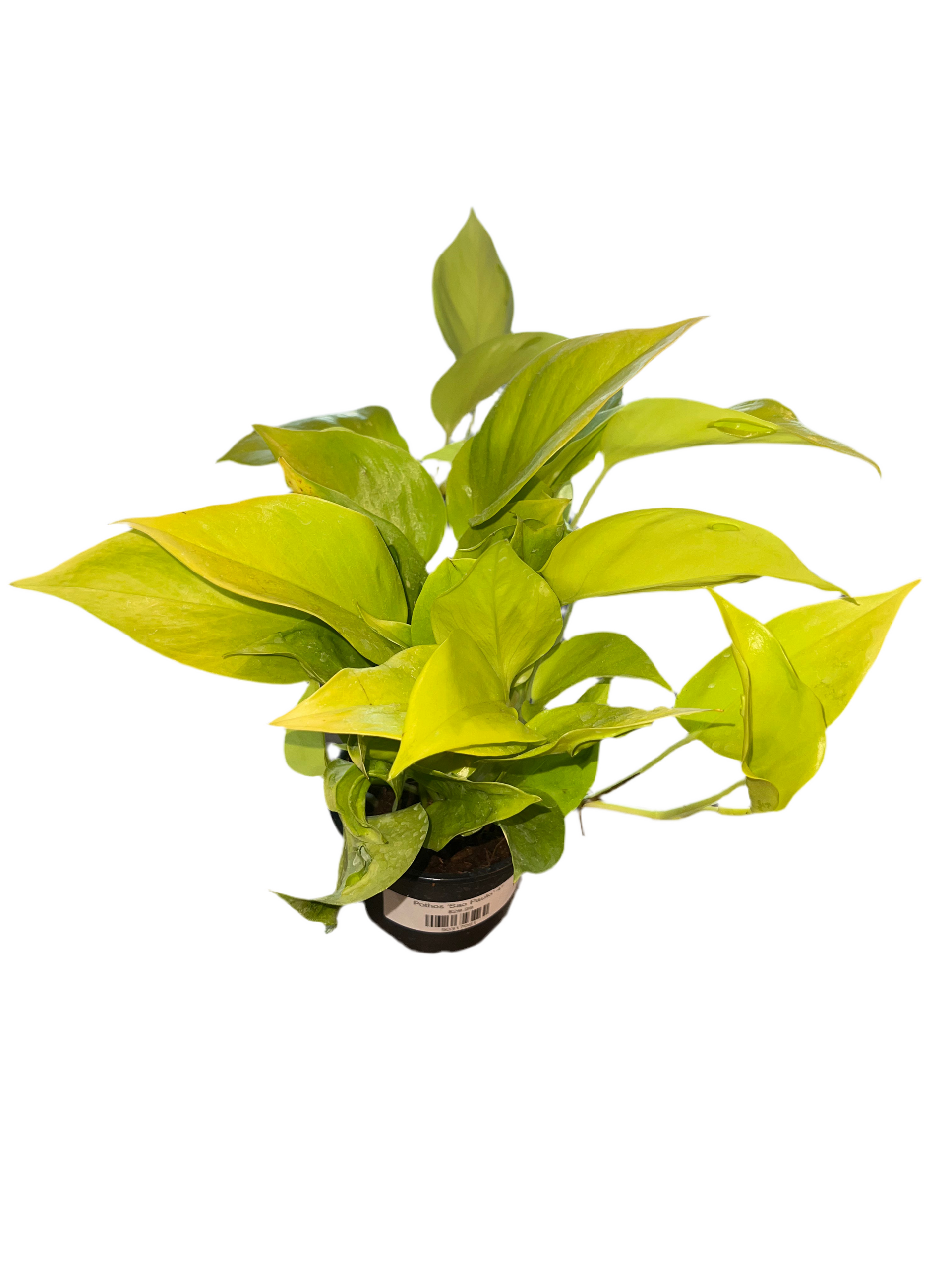 pothos brassii Pothos 'Sao Paulo' 4" – The Plant Room