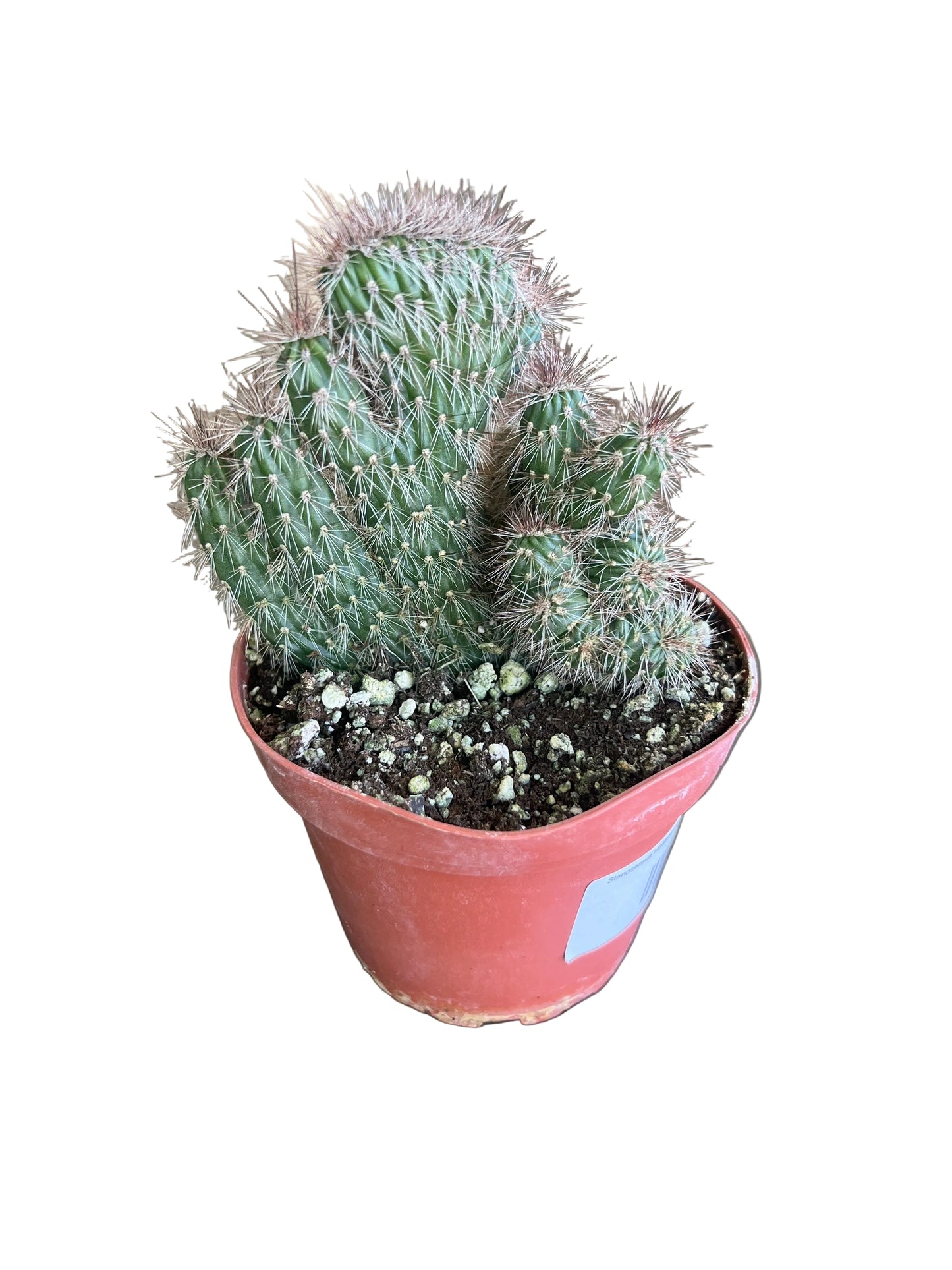 Stenocereus Hollianus Cristata 'Crested Teddy Bear Cactus' 4"