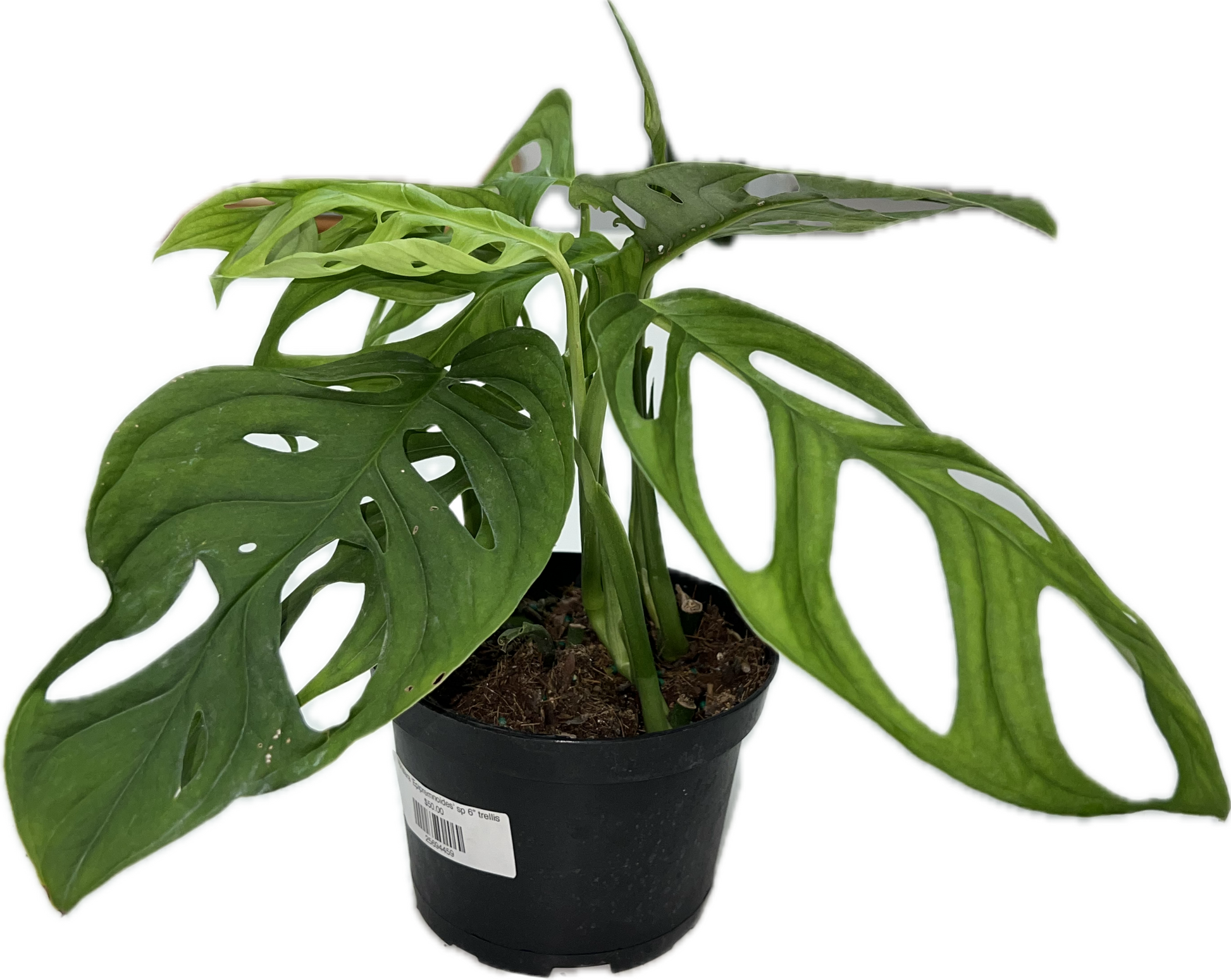 monstera sp Monstera ‘Epipremnoides’ sp 6”