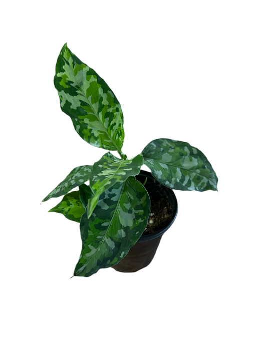 Aglaonema 'Pictum Tricolor' 4"