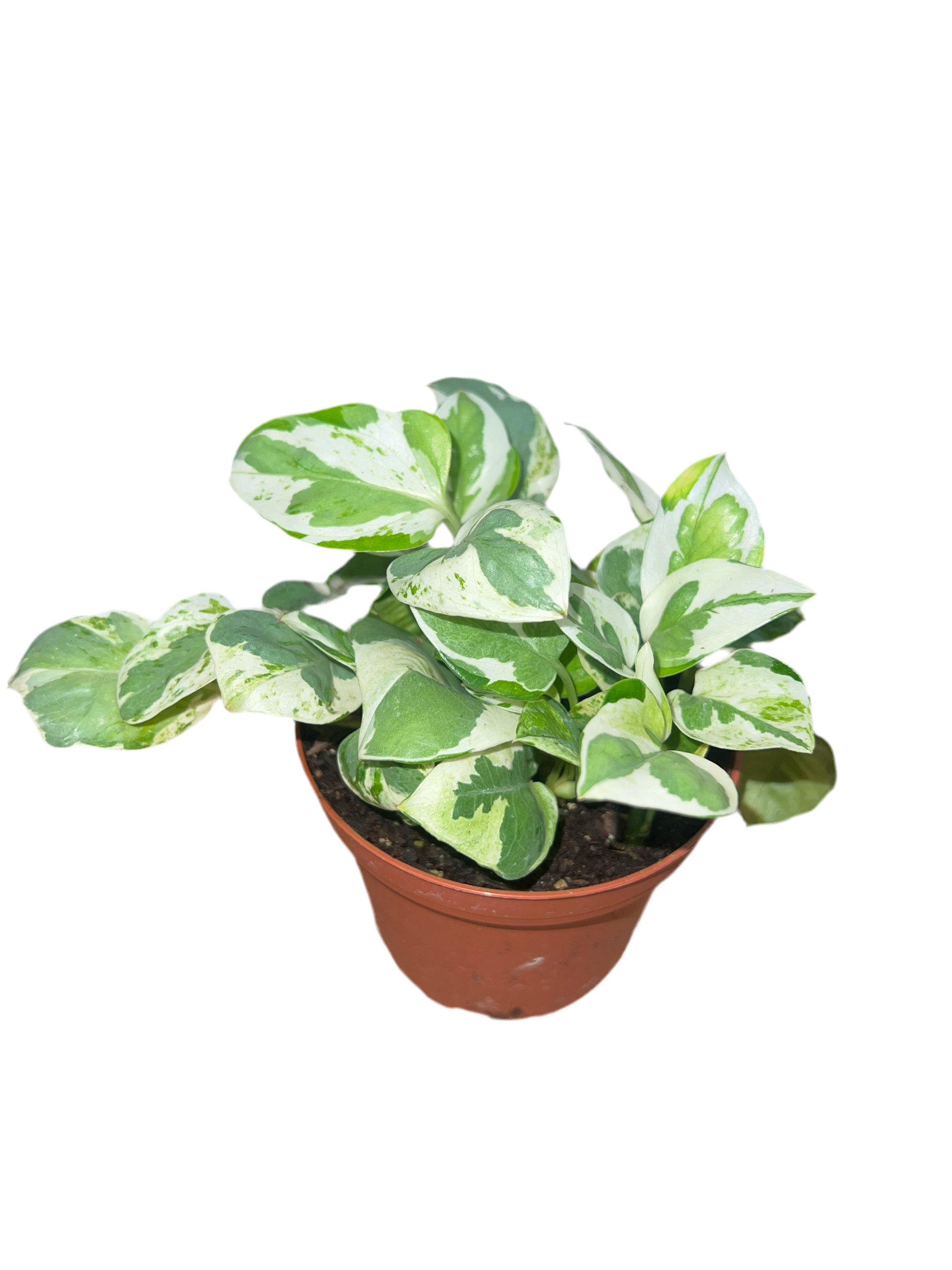pothos joy Epipremnum 'N Joy Pothos'