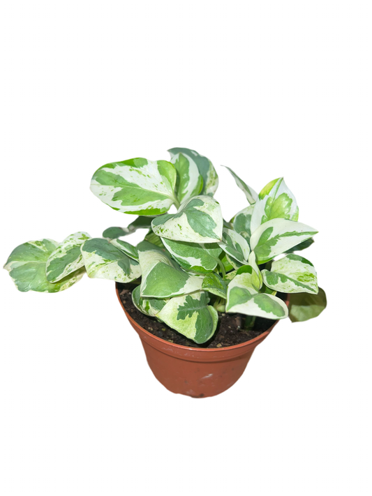 Epipremnum 'N Joy Pothos'