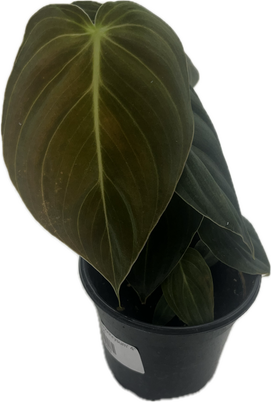 Philodendron 'Melanochrysum' 4"