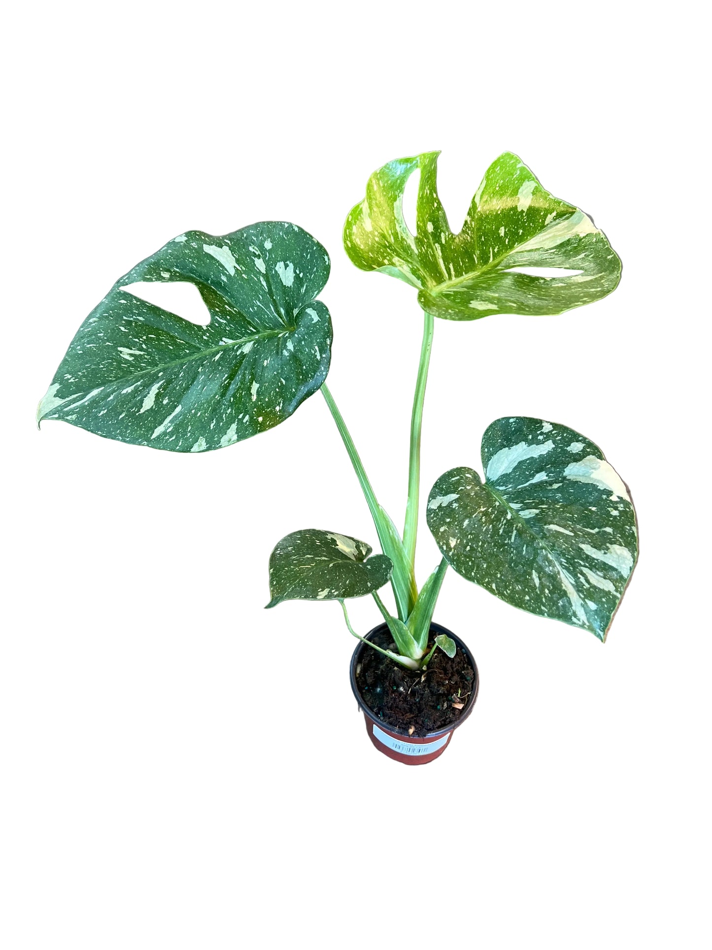 Monstera 'Thai Constellation'