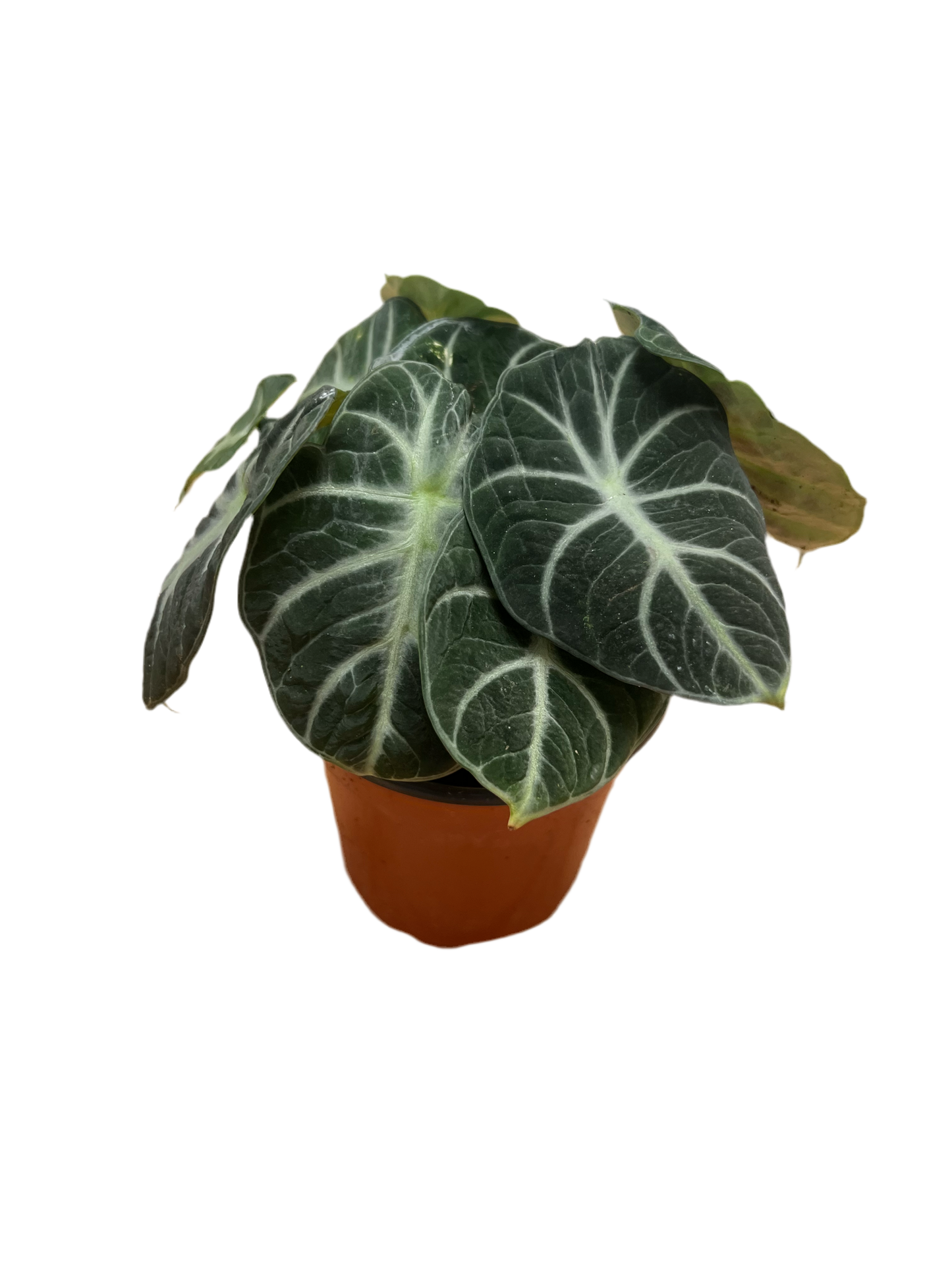 Alocasia ‘Black Velvet’ 4”