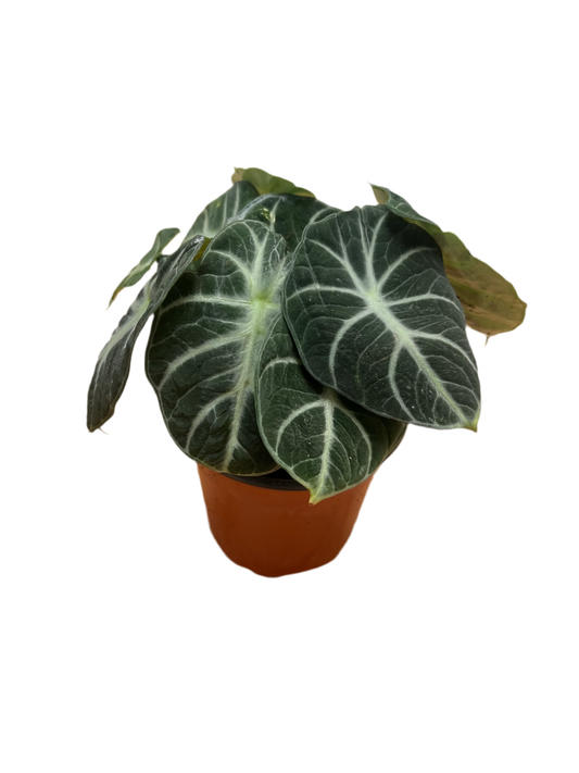 Alocasia ‘Black Velvet’ 4”