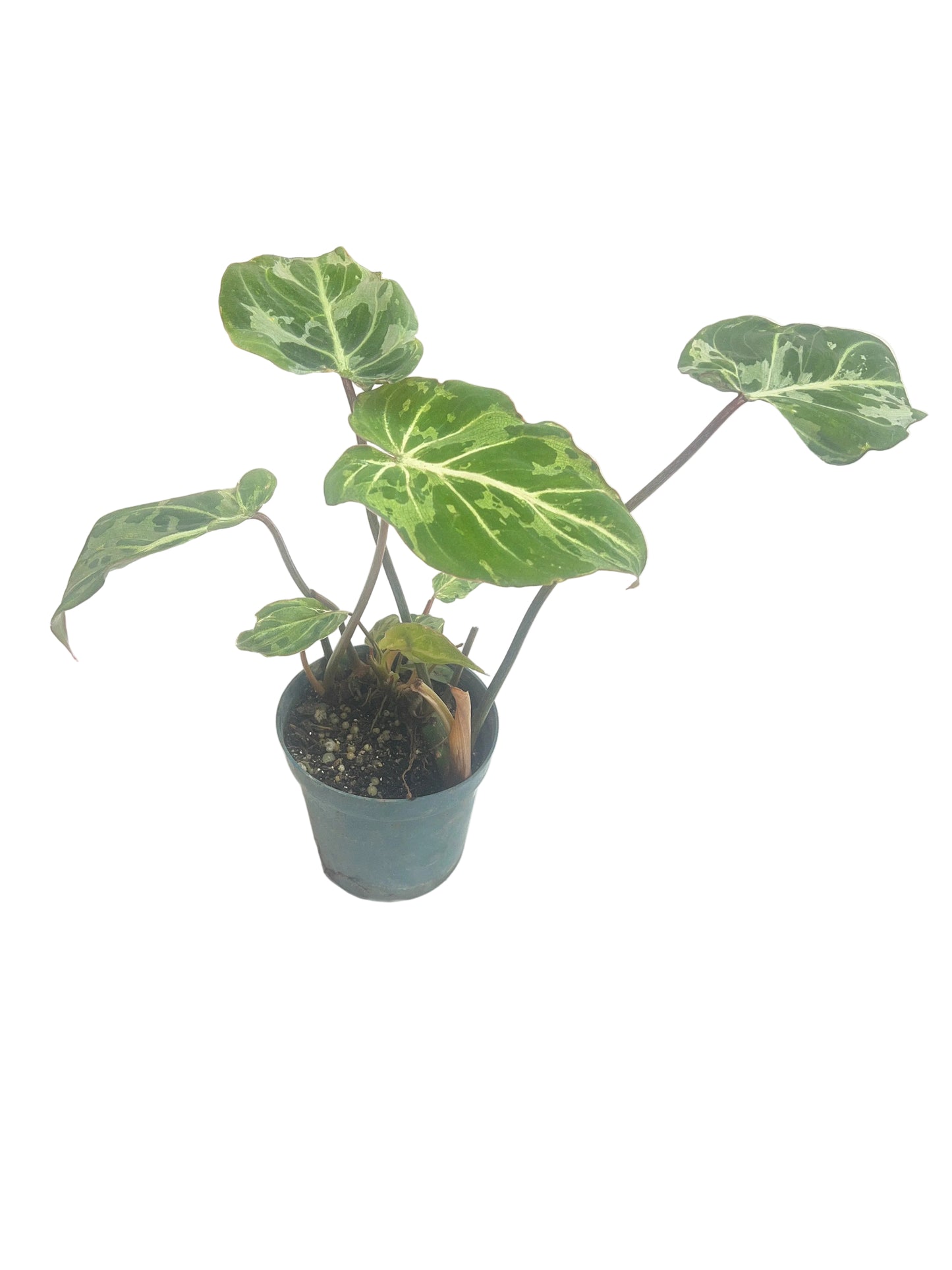 Philodendron 'Snow Leopard' 4"