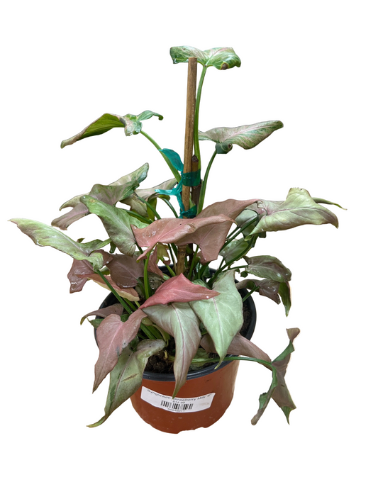 Syngonium 'Strawberry Milk' 6"
