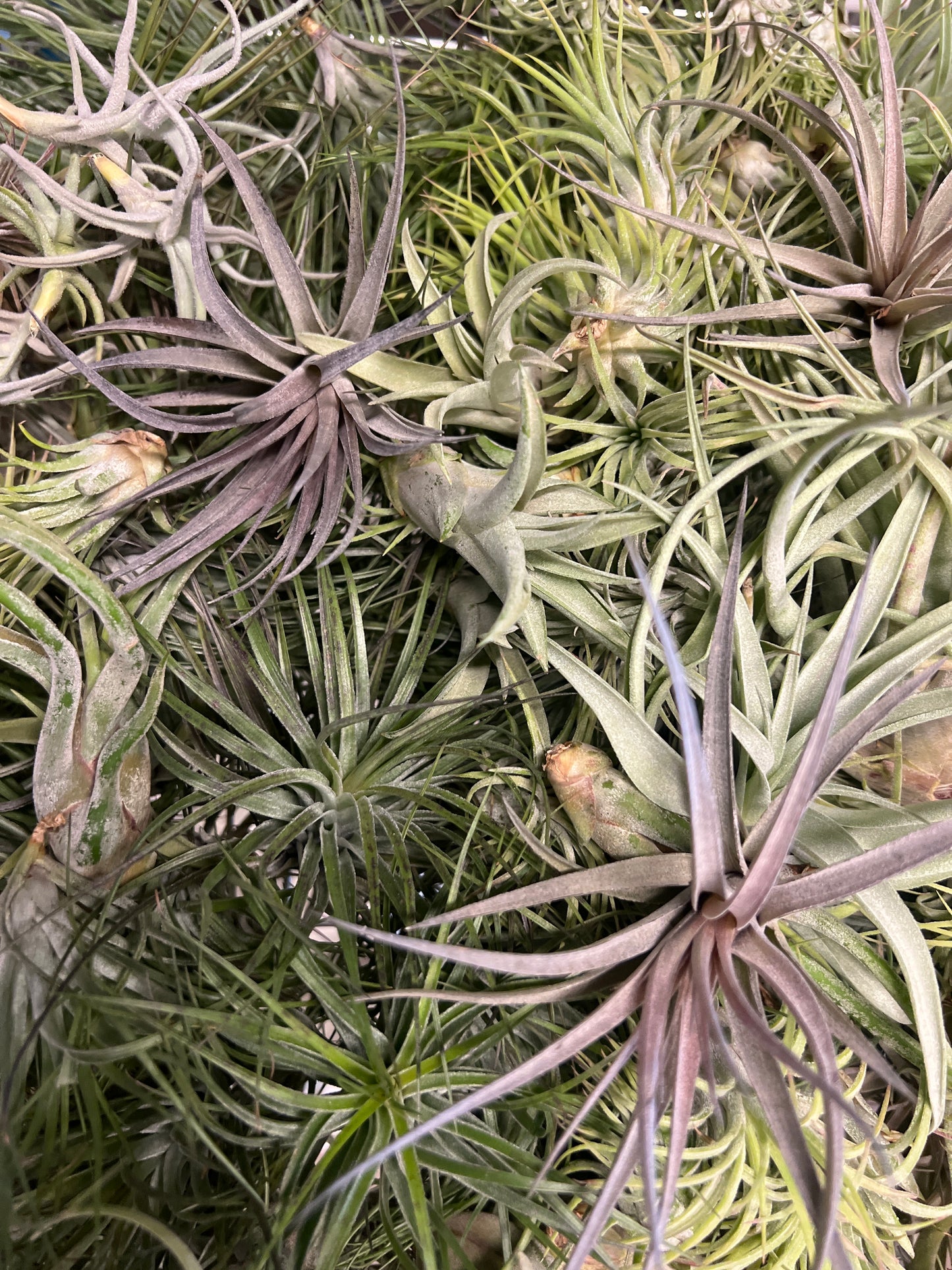 Assorted Tillandsia