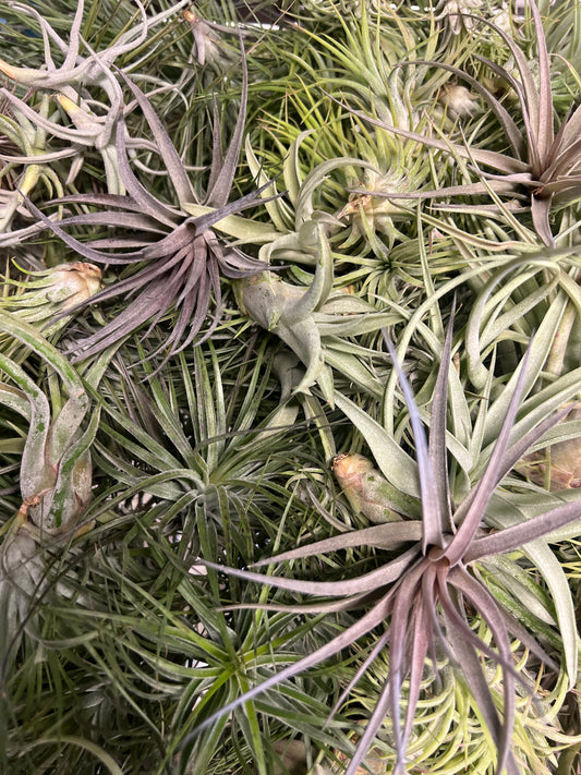 Assorted Tillandsia
