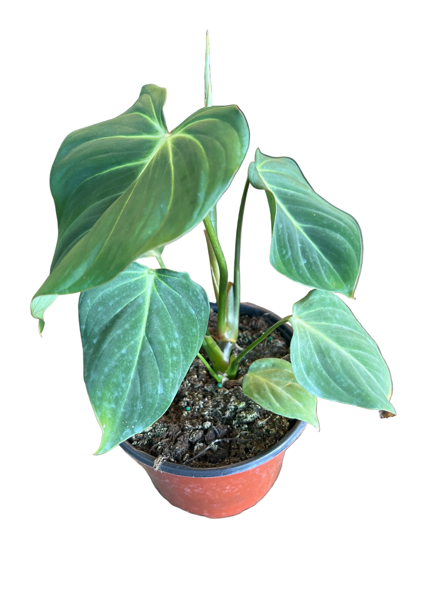Philodendron 'Gloriosum'