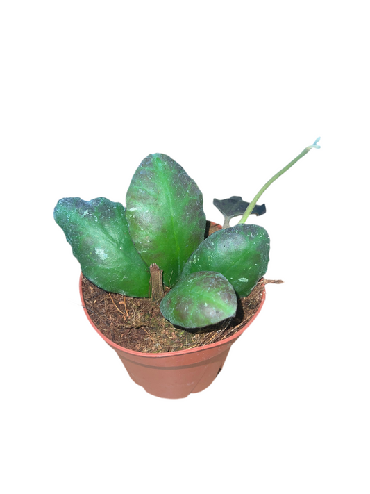 Hoya 'Waymaniae' 4"