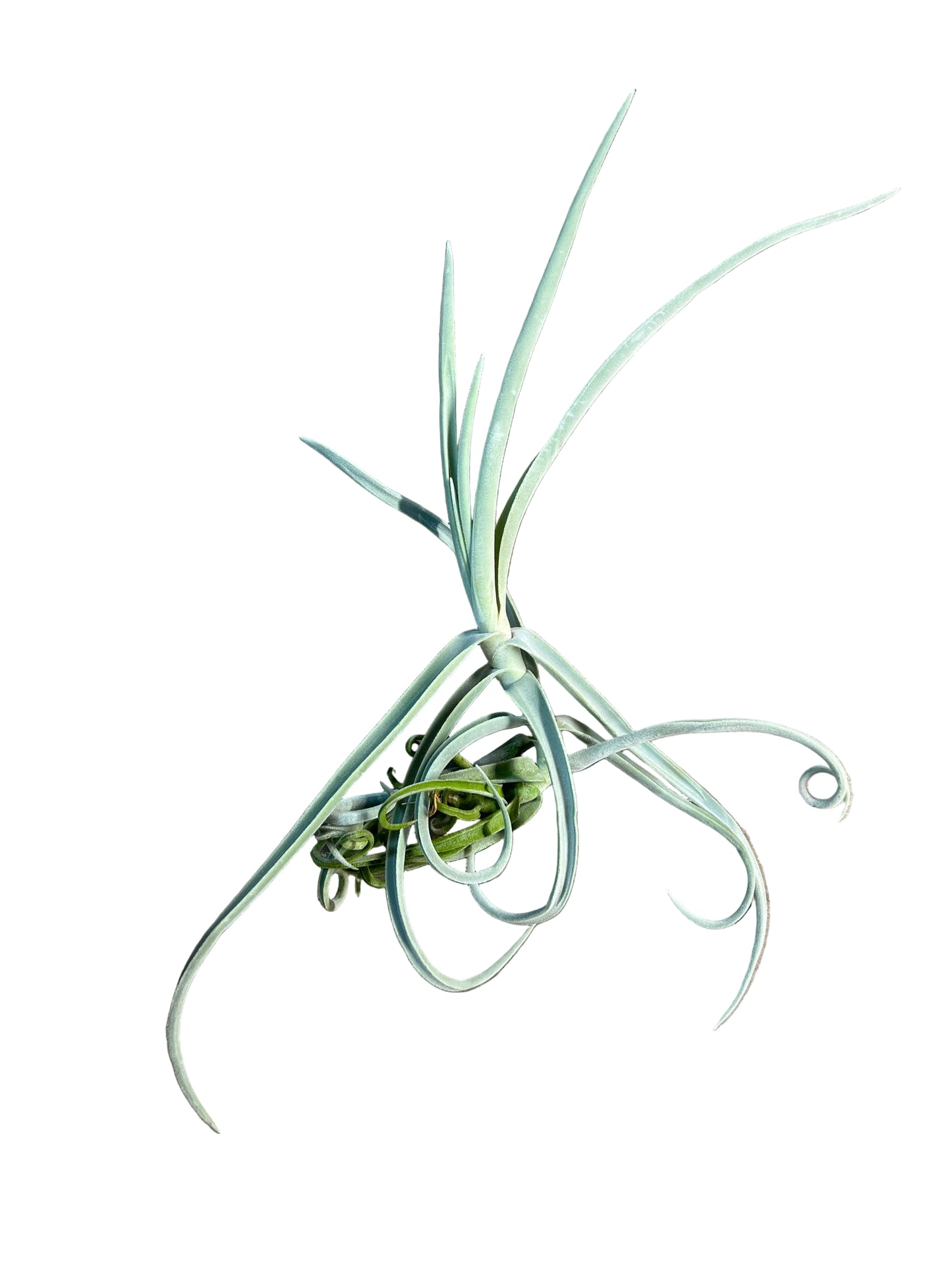 Tillandsia Duratii