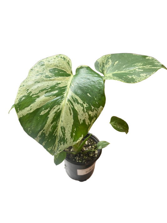 Monstera ‘Bulbasaur’ 4”