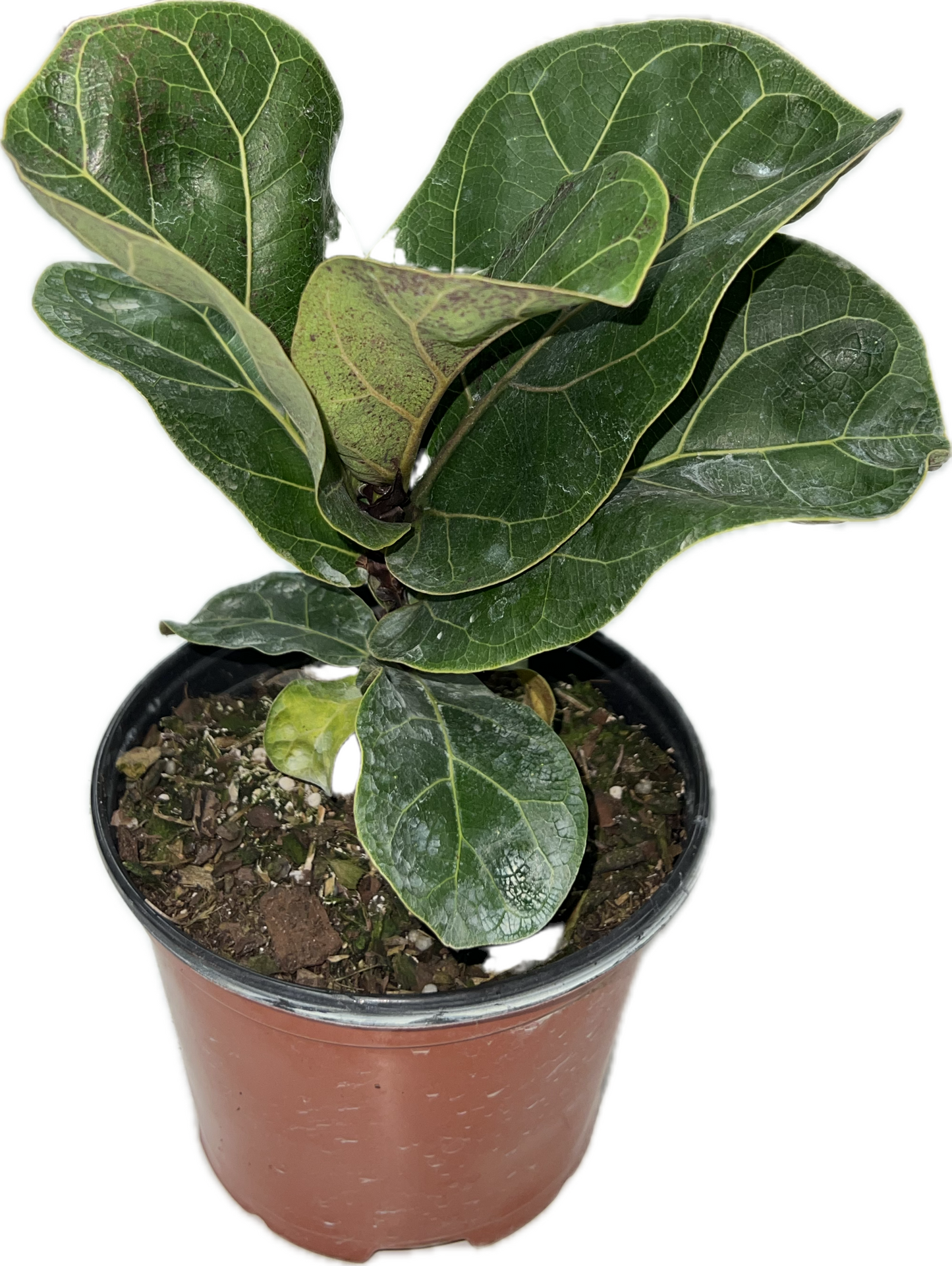 Ficus 'Lyrata Bambino' 6"